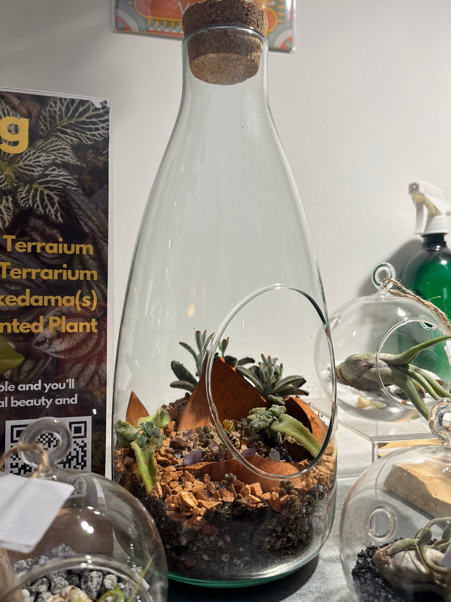 Open large Succulent Beaker Plant Studio Terrarium