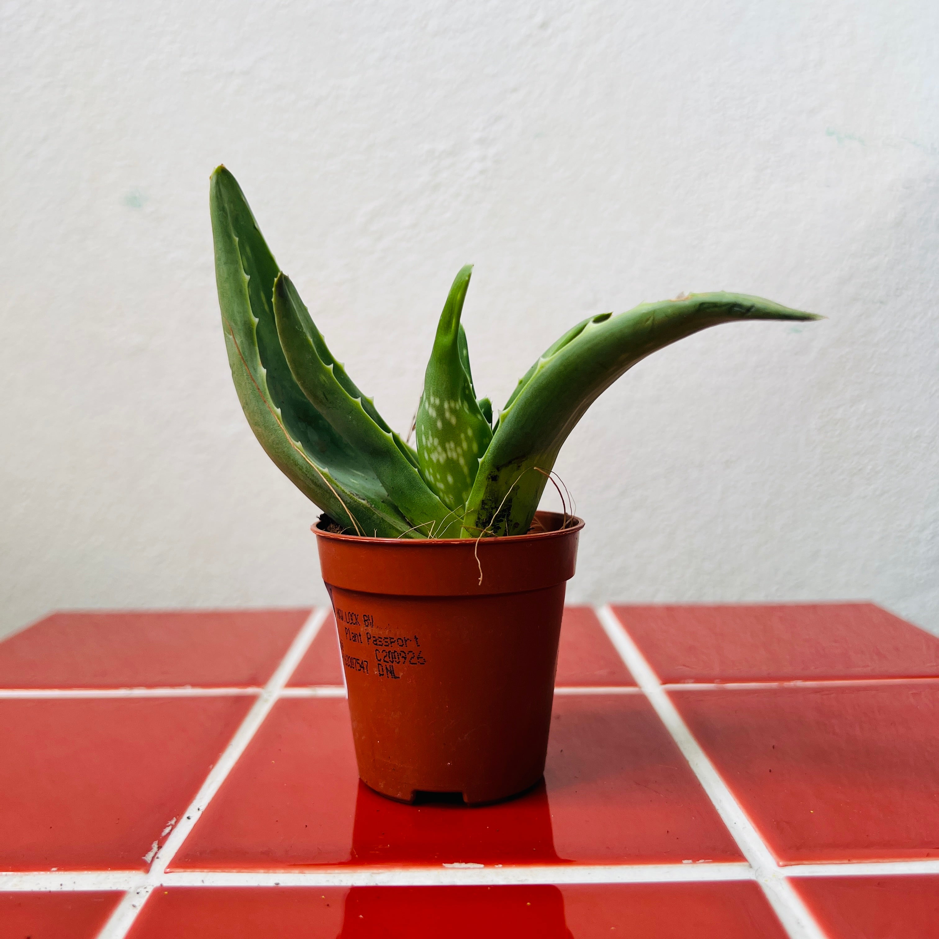Aloe vera (Aloe barbadensis miller) – Medicinal Succulent