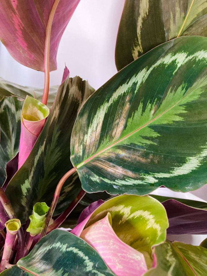 Calathea Medallion