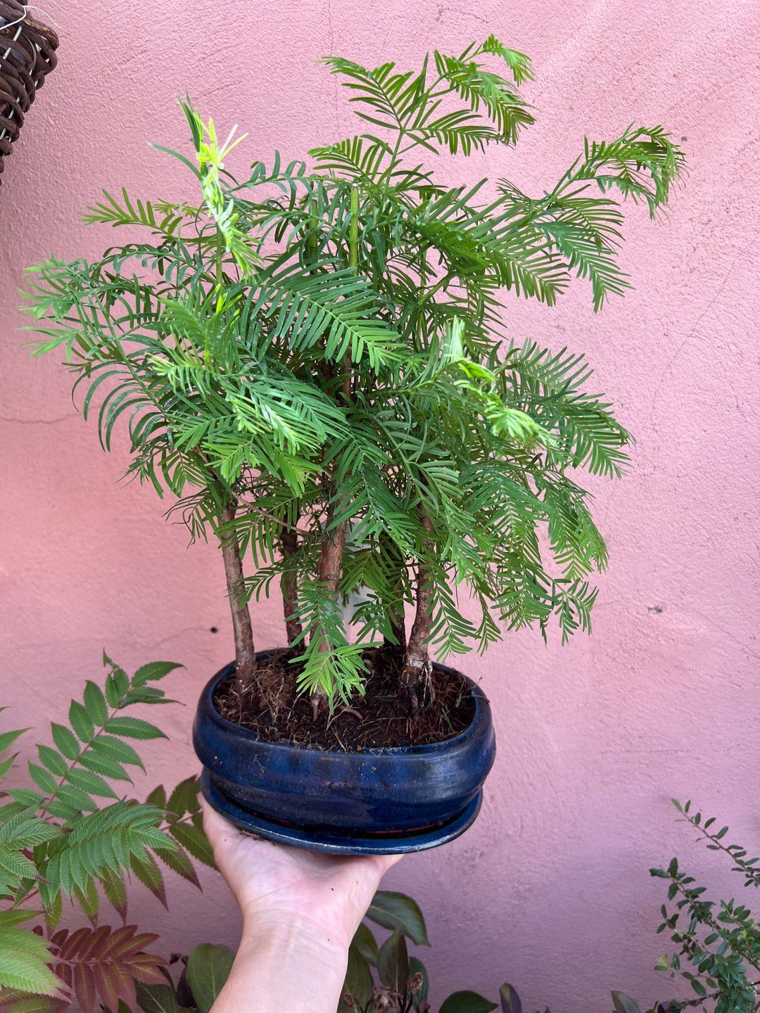 Bonsai Metasequoia Forest -  Dawn Redwood Bonsai