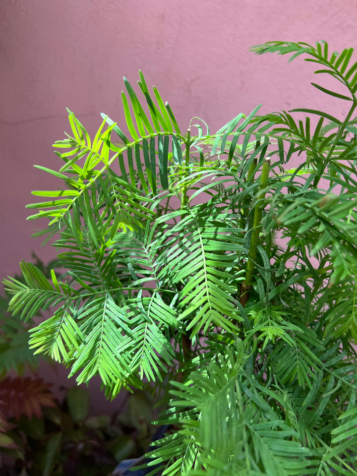 Bonsai Metasequoia Forest -  Dawn Redwood Bonsai