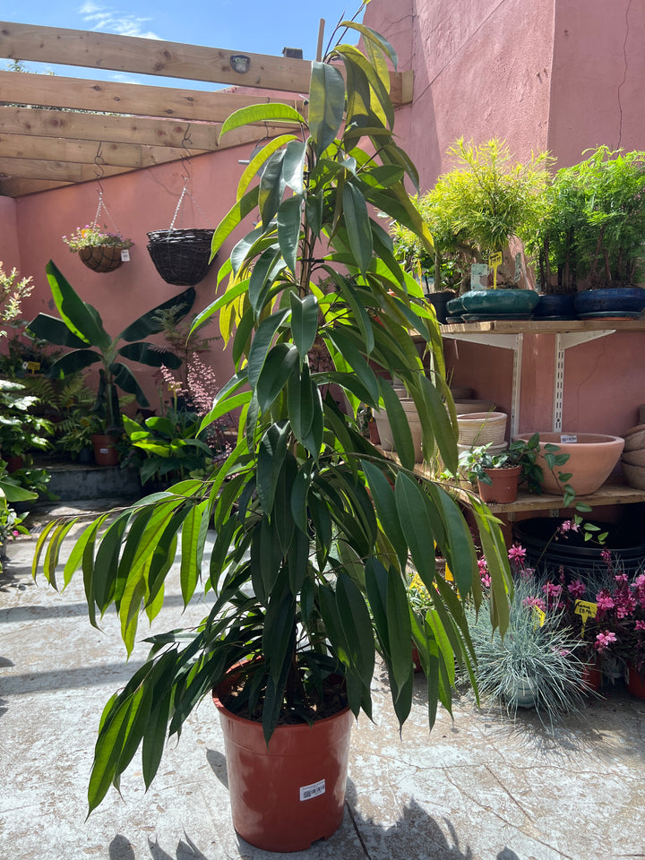 Ficus binnendijkii ‘Amstel King’