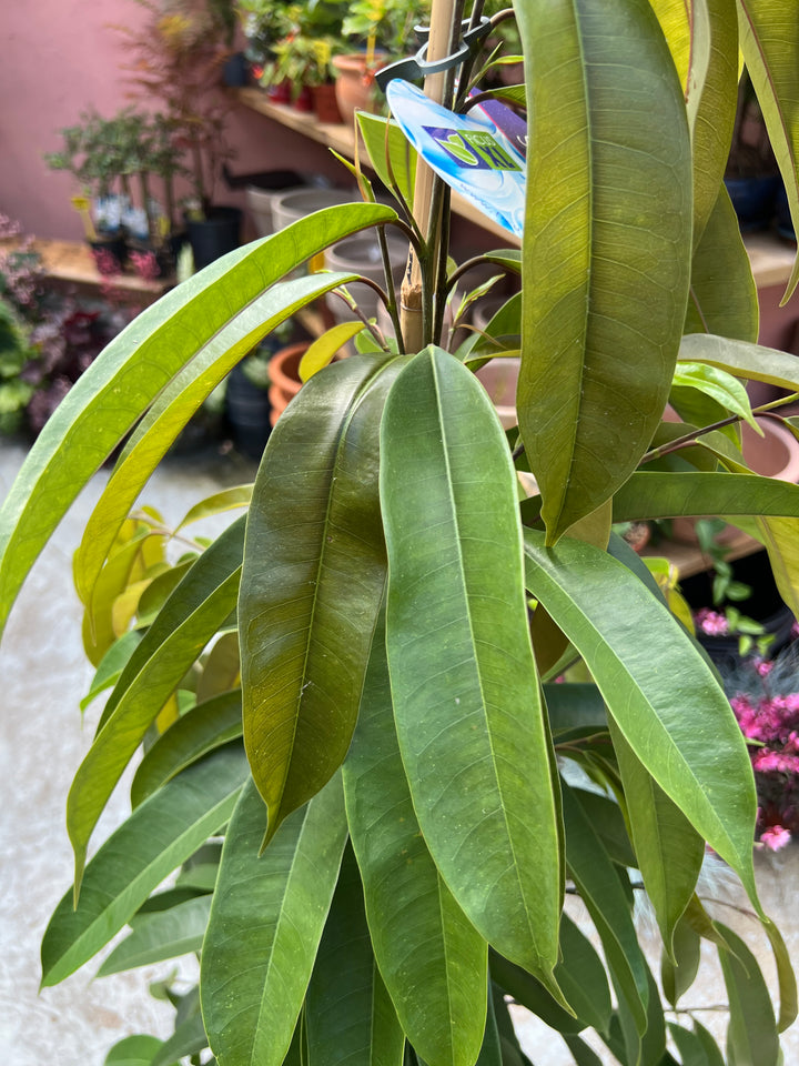 Ficus binnendijkii ‘Amstel King’