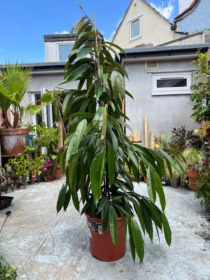 Ficus binnendijkii ‘Amstel King’