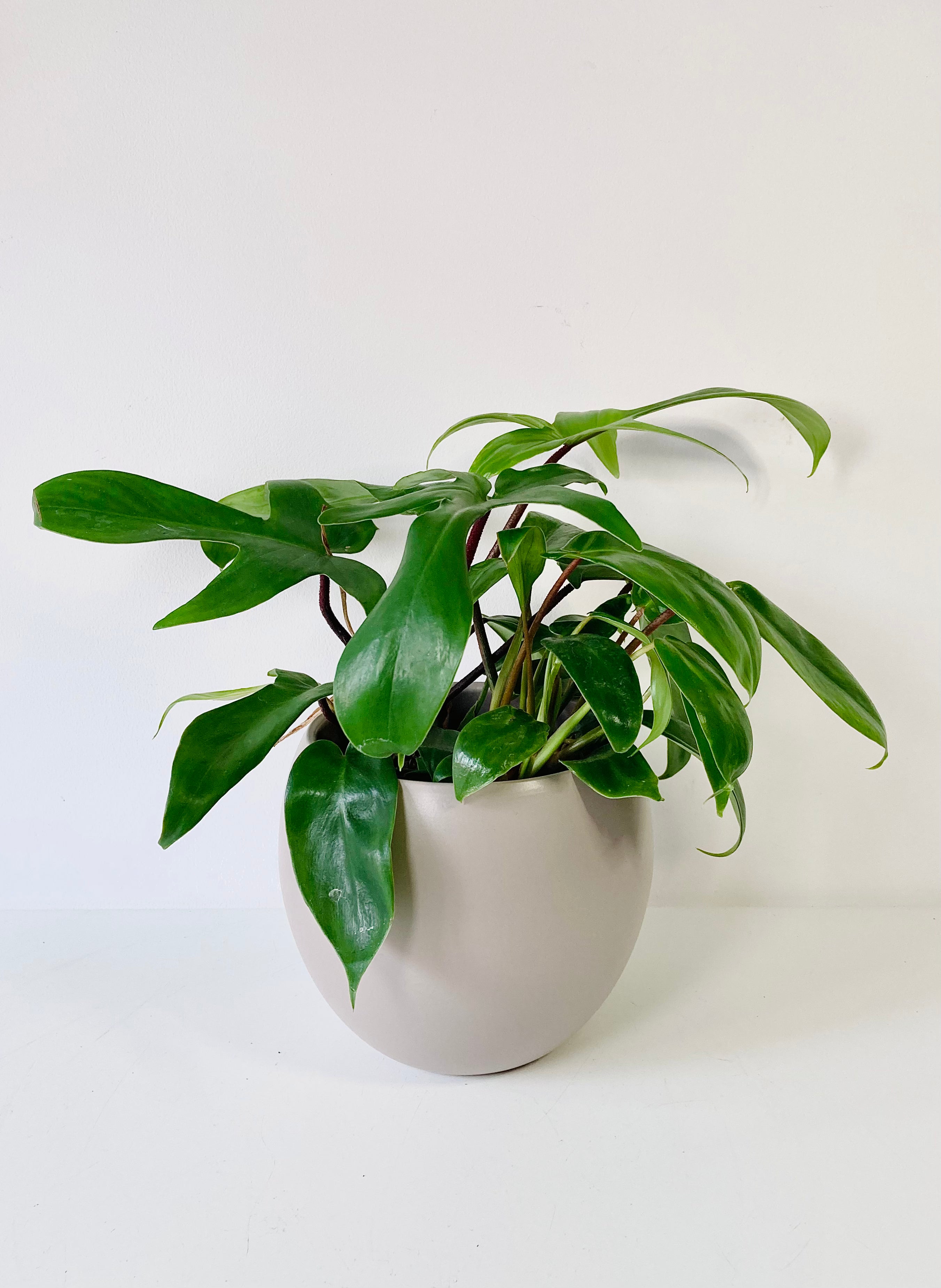 green climbing philodendron Philodendron 'Florida Green' – Climbing Indoor Houseplant – Plant Studio
