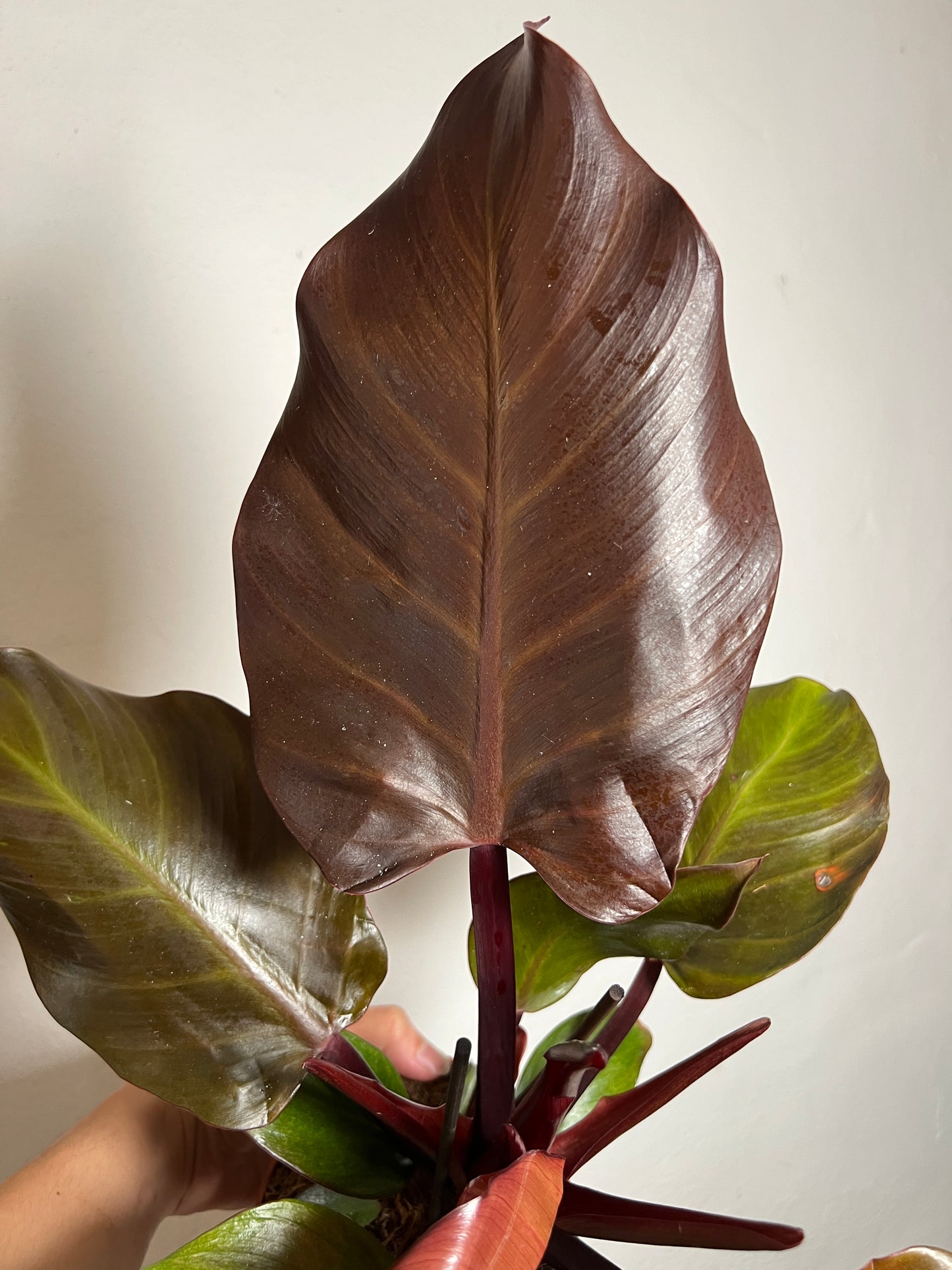 Philodendron 'Sunlight'