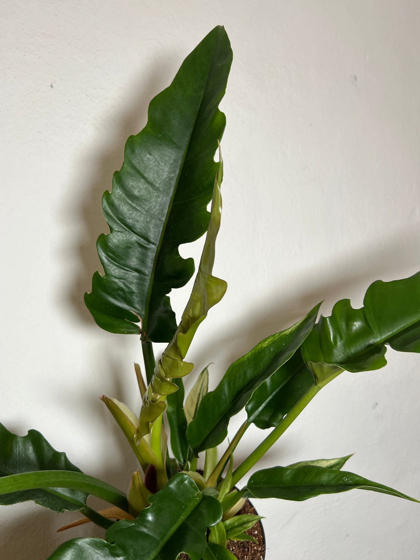 Philodendron 'Narrow Escape'