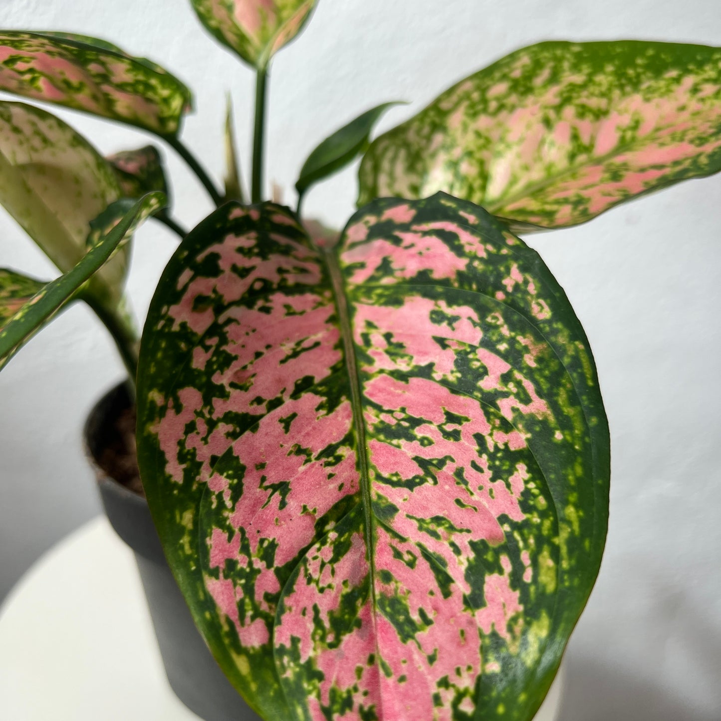 Aglaonema Crimson Love