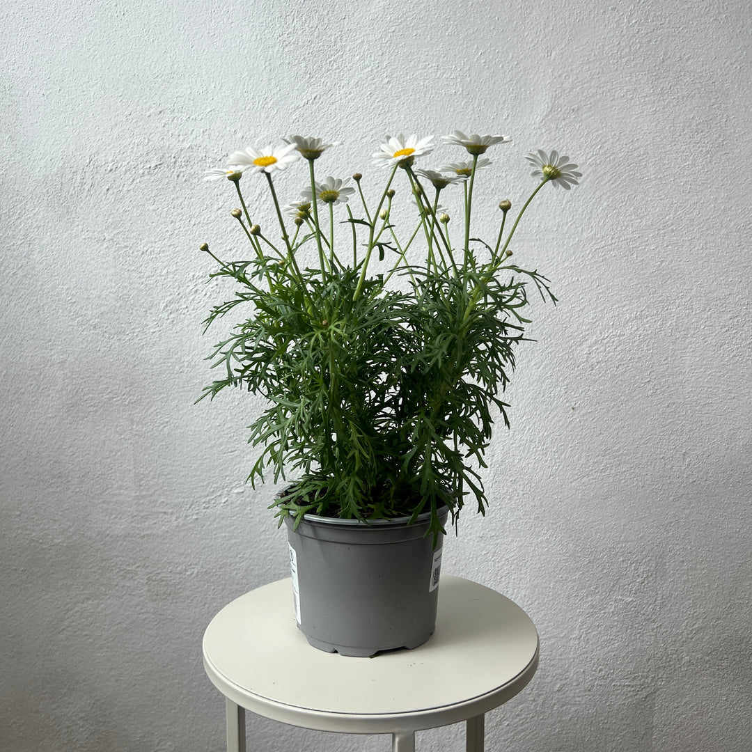 Argyranthemum 'Simba White'