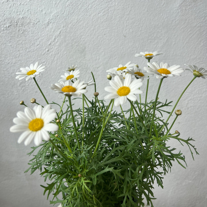 Argyranthemum 'Simba White'