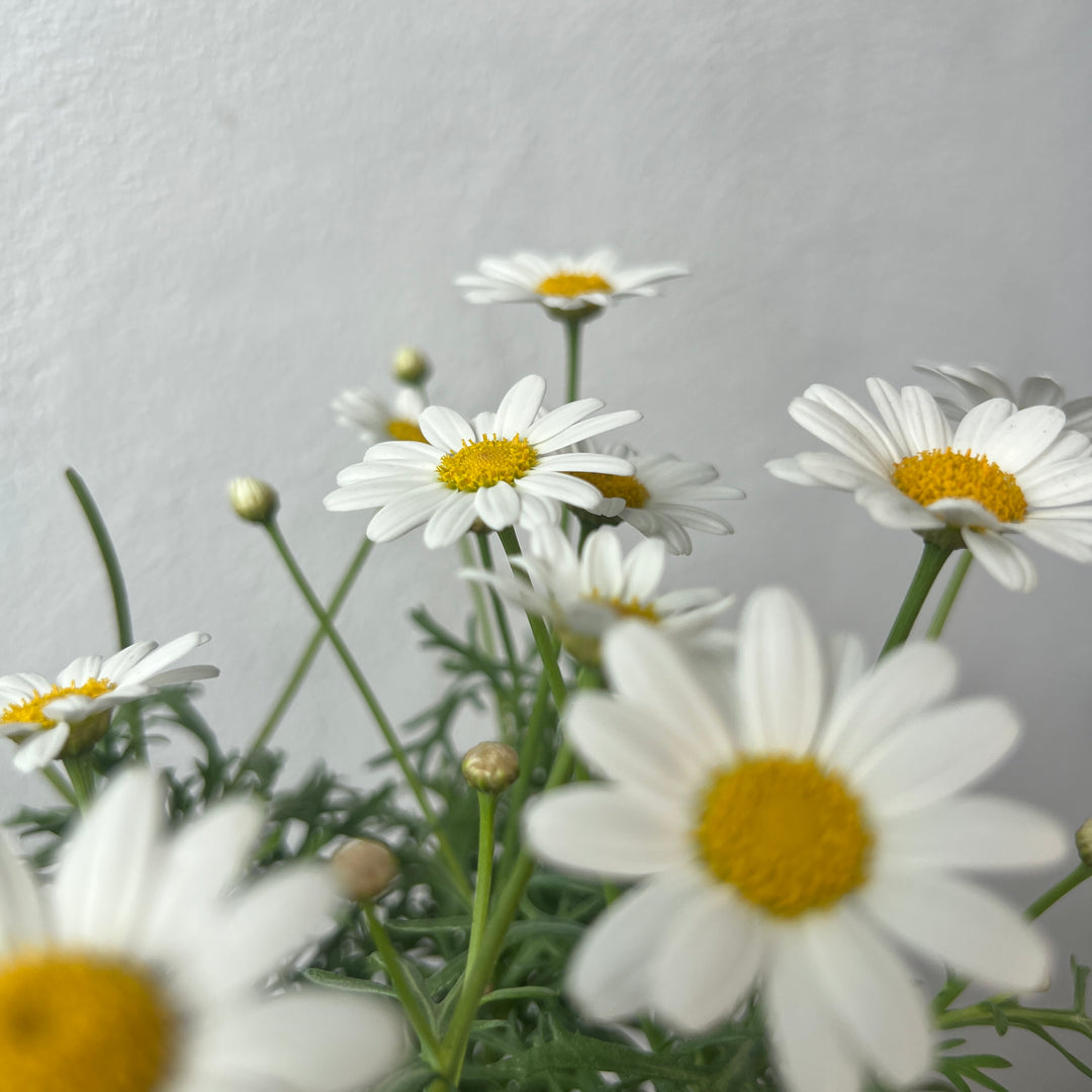 Argyranthemum 'Simba White'