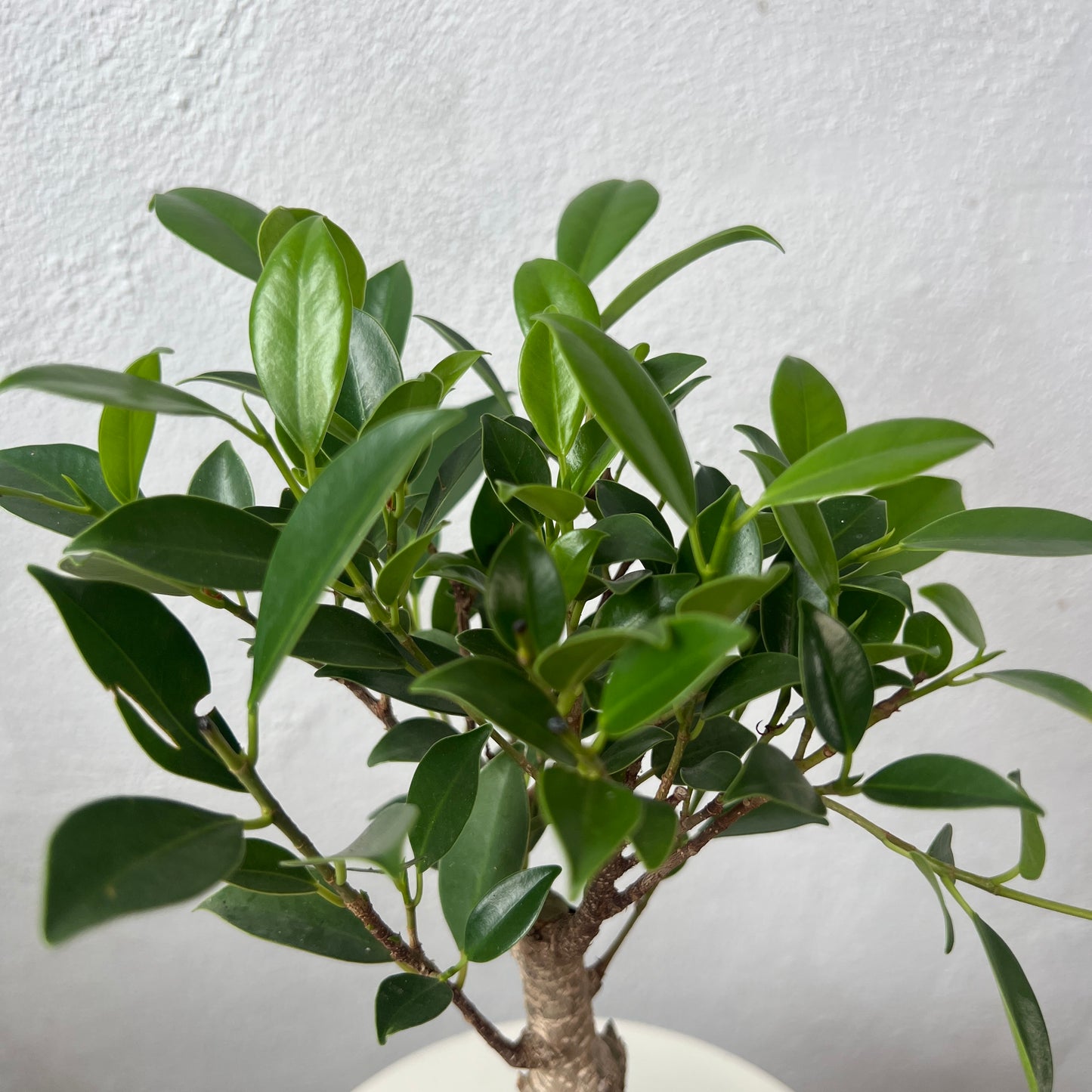 Bonsai Mixed