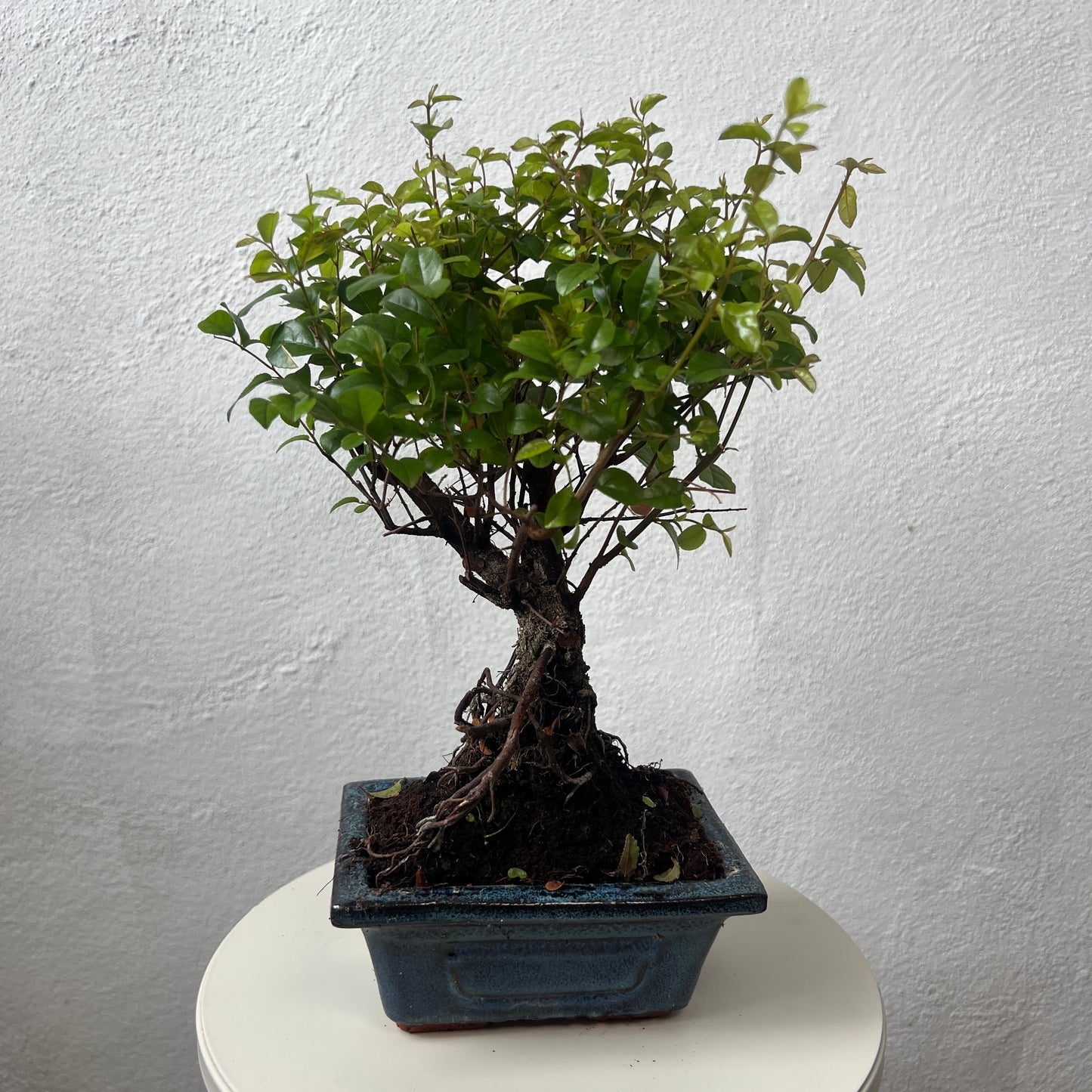 Bonsai Mixed