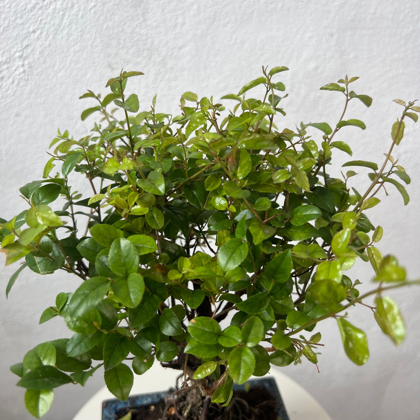 Bonsai Mixed