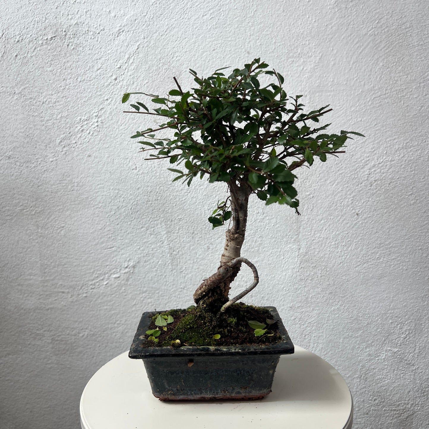 Bonsai Mixed