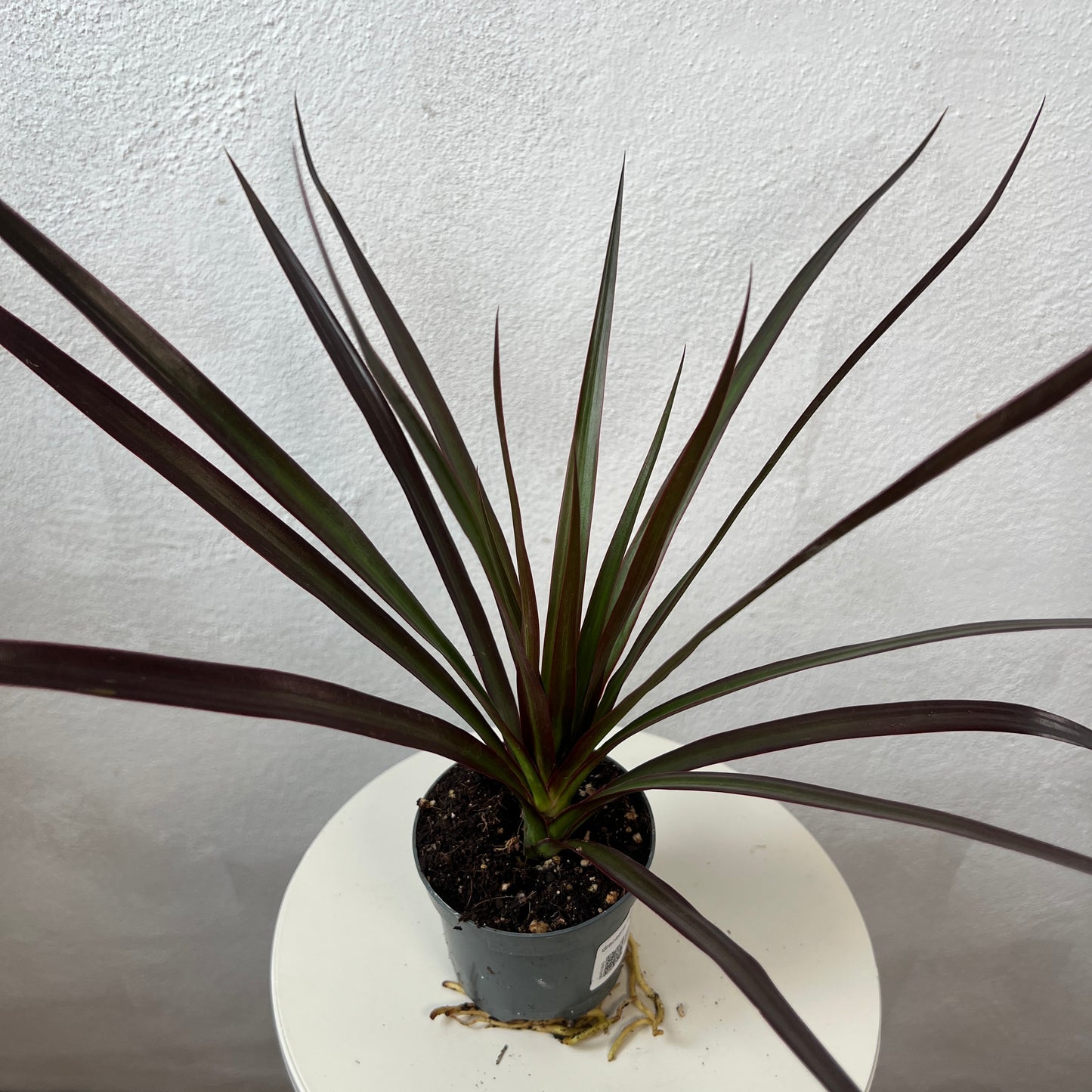 Dracaena marginata 'Magenta' - Dragon Tree