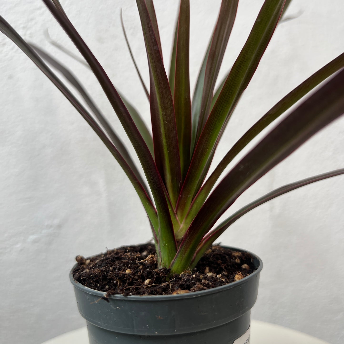 Dracaena marginata 'Magenta' - Dragon Tree