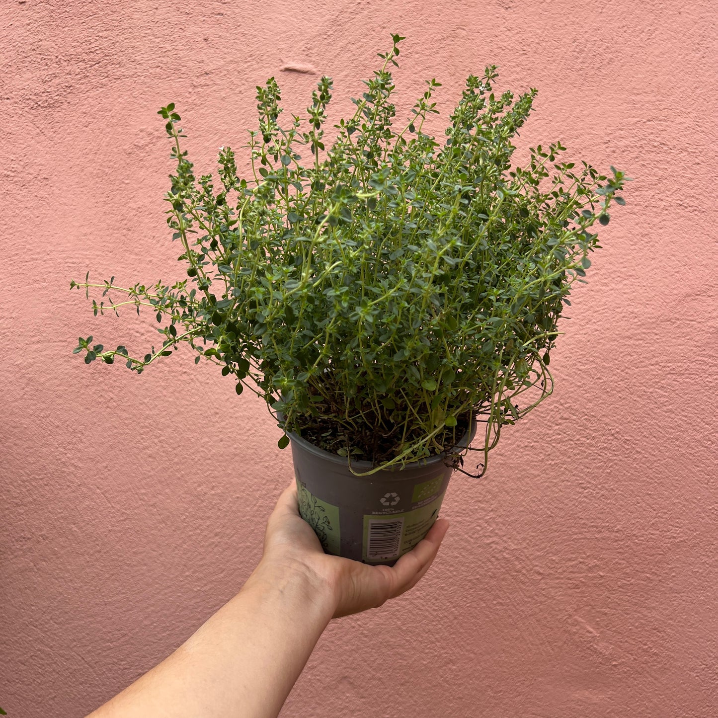 Thymus Citriodorus - Lemon Thyme