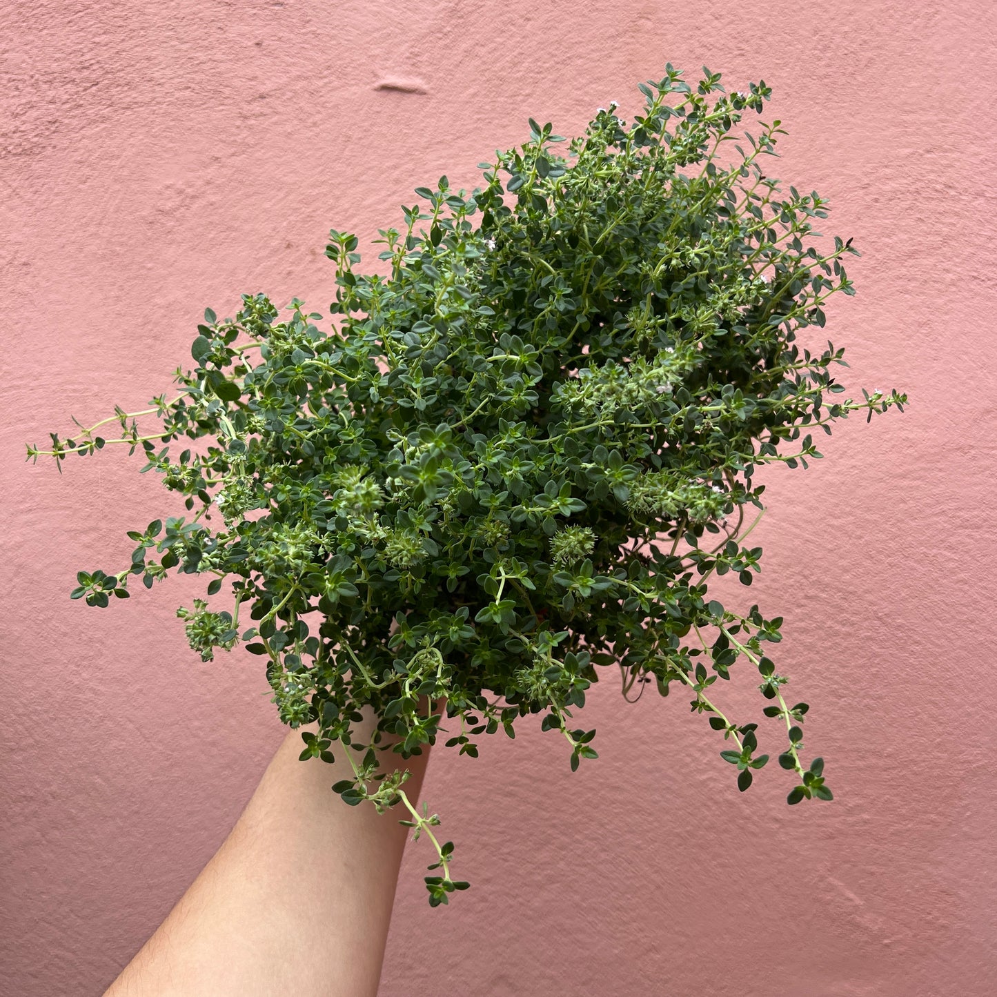Thymus Citriodorus - Lemon Thyme