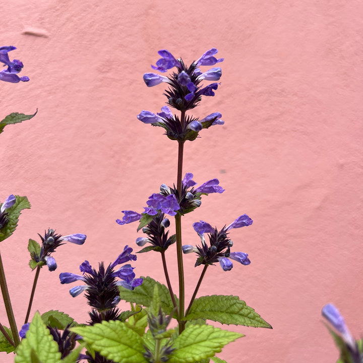 Nepeta ‘Neptune’ – Compact Catmint