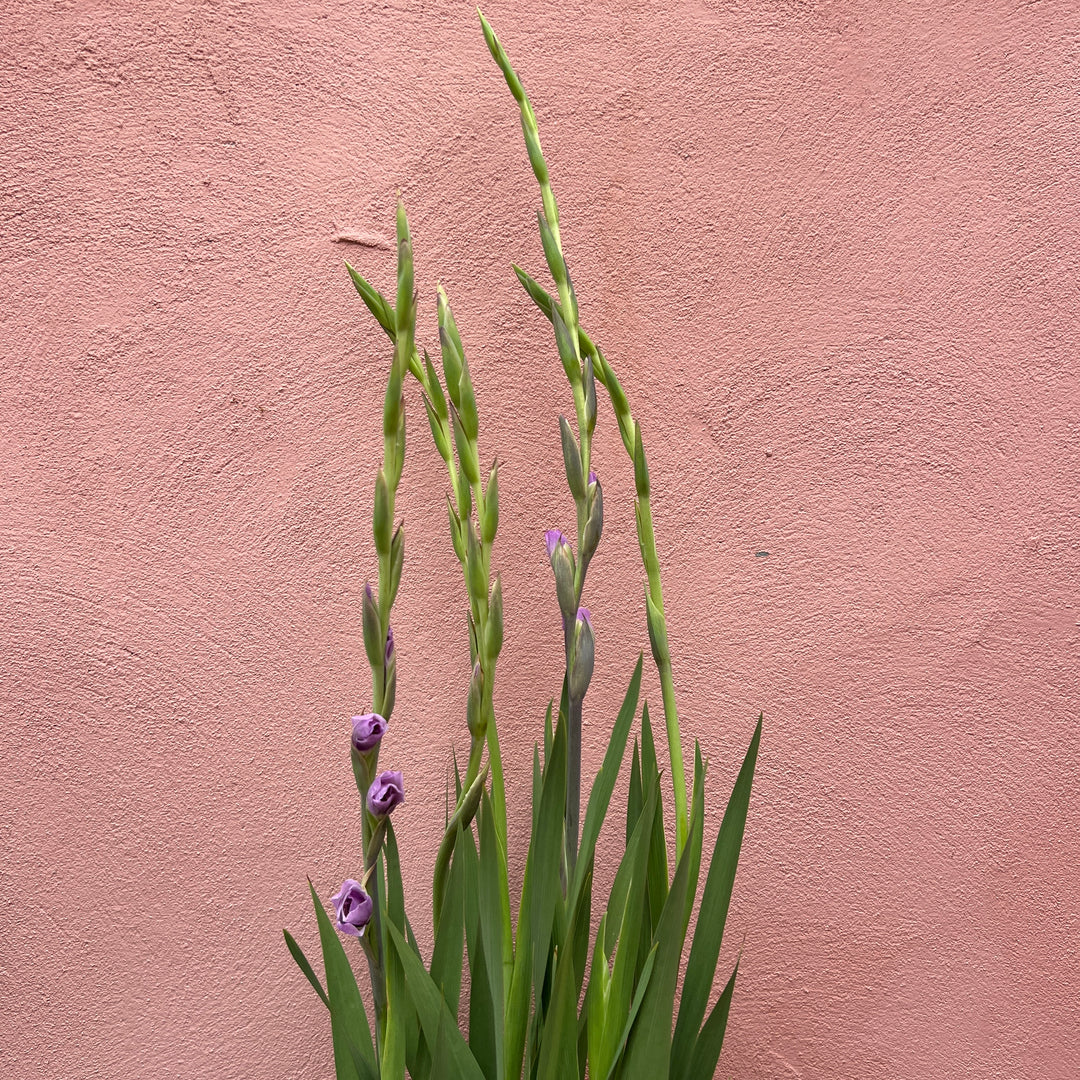 Gladiolus ‘Glamini’ - Miniature Gladiolus Mix