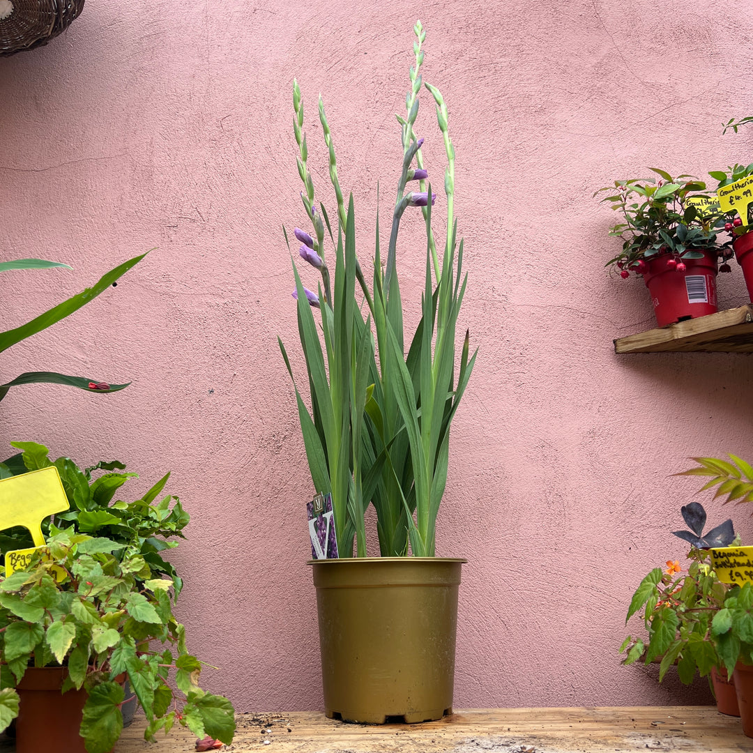 Gladiolus ‘Glamini’ - Miniature Gladiolus Mix