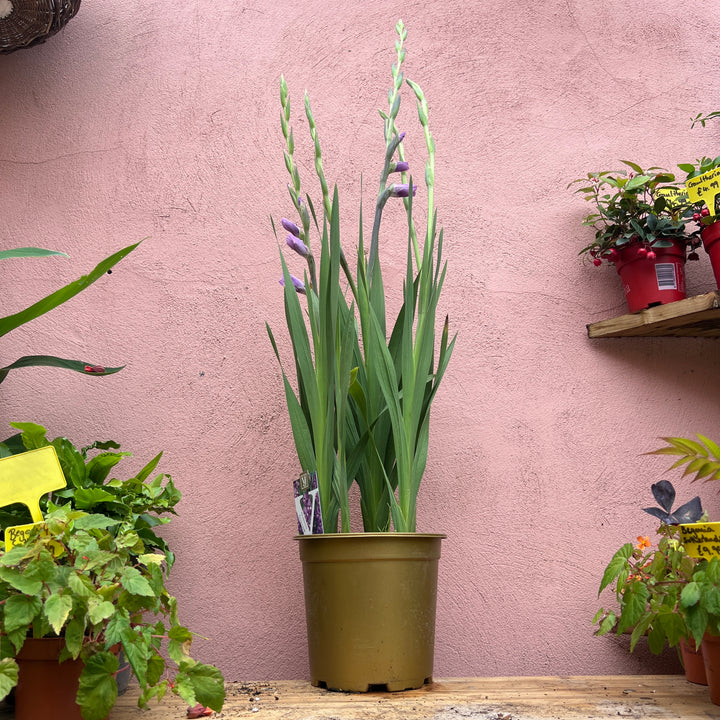 Gladiolus ‘Glamini’ - Miniature Gladiolus Mix