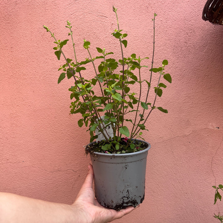 Salvia microphylla ‘Hot Lips’ -  Baby Sage ‘Hot Lips’ - Bicolour Salvia