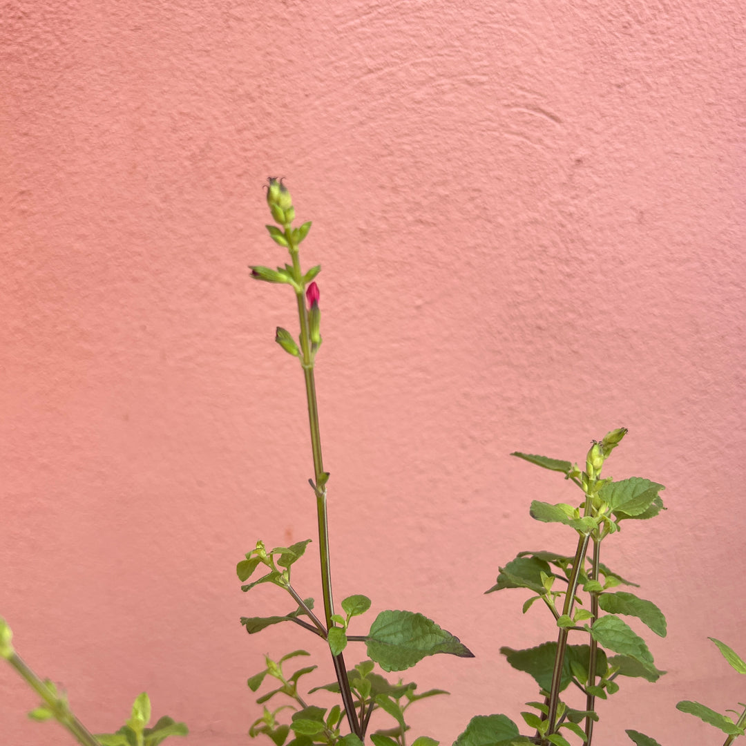Salvia microphylla ‘Hot Lips’ -  Baby Sage ‘Hot Lips’ - Bicolour Salvia