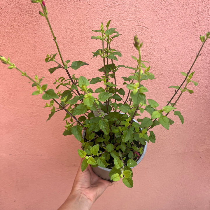 Salvia microphylla ‘Hot Lips’ -  Baby Sage ‘Hot Lips’ - Bicolour Salvia