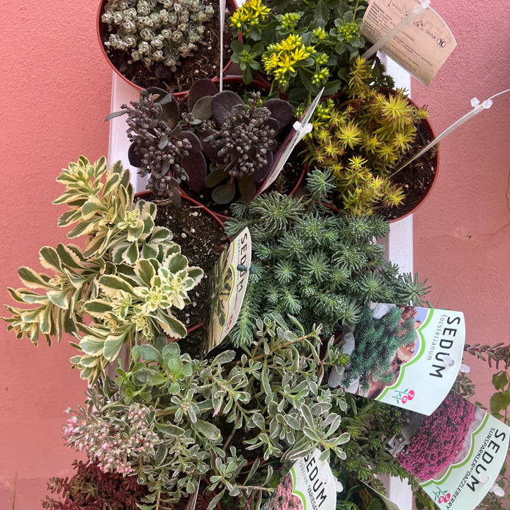 Sedum Lucky Dip - Sedum (Stonecrop) – Mixed Varieties