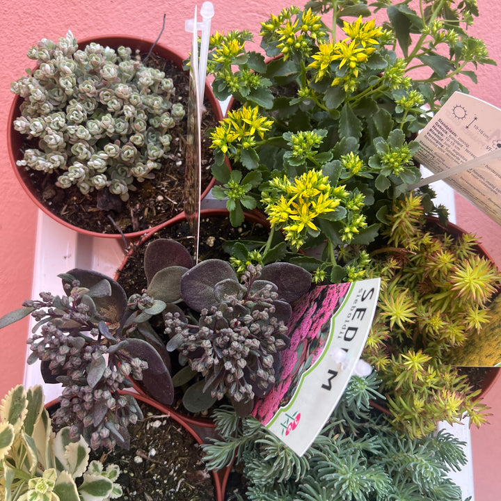 Sedum Lucky Dip - Sedum (Stonecrop) – Mixed Varieties