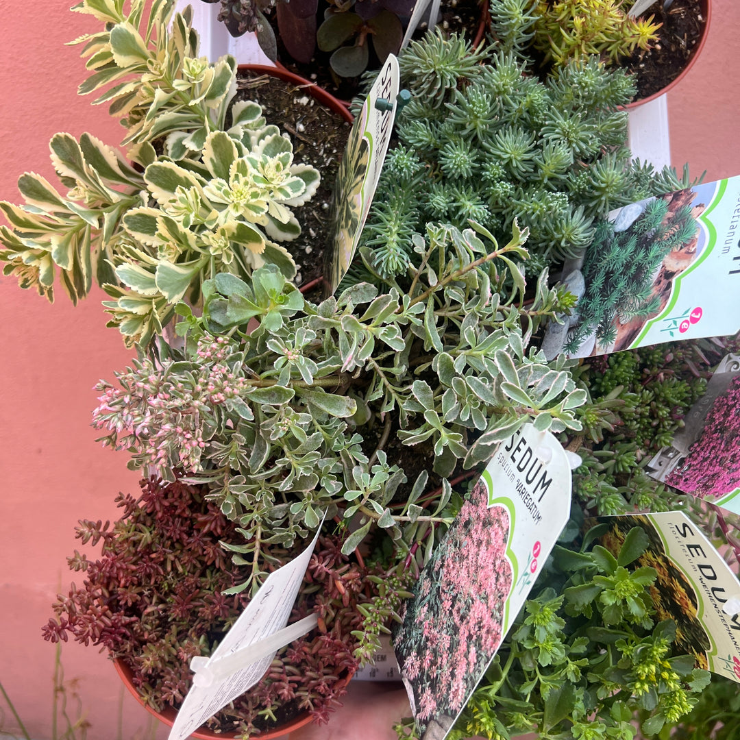 Sedum Lucky Dip - Sedum (Stonecrop) – Mixed Varieties