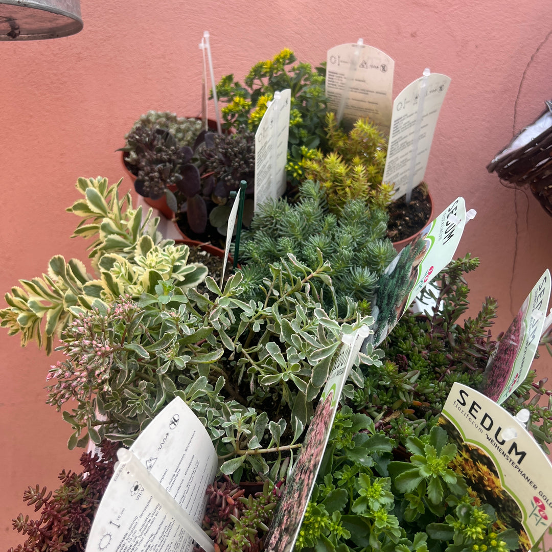 Sedum Lucky Dip - Sedum (Stonecrop) – Mixed Varieties
