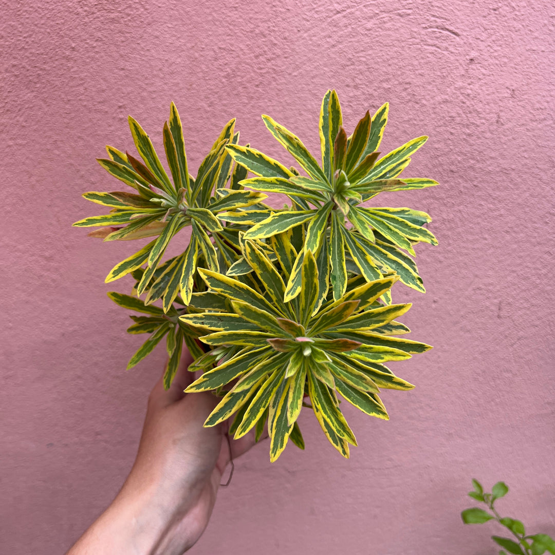 Euphorbia amygdaloides - Wood Spurge