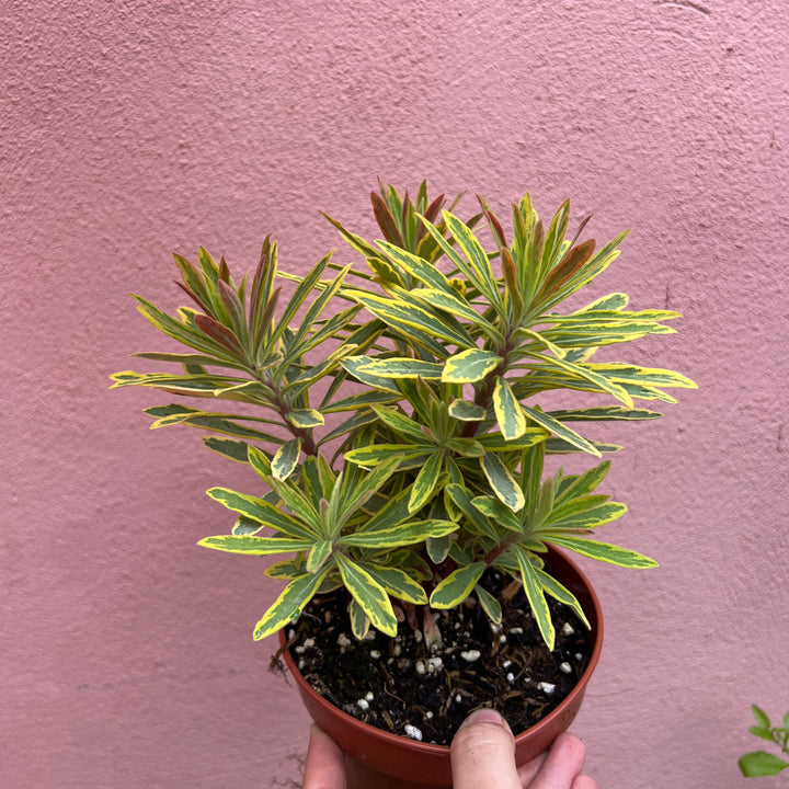 Euphorbia amygdaloides - Wood Spurge