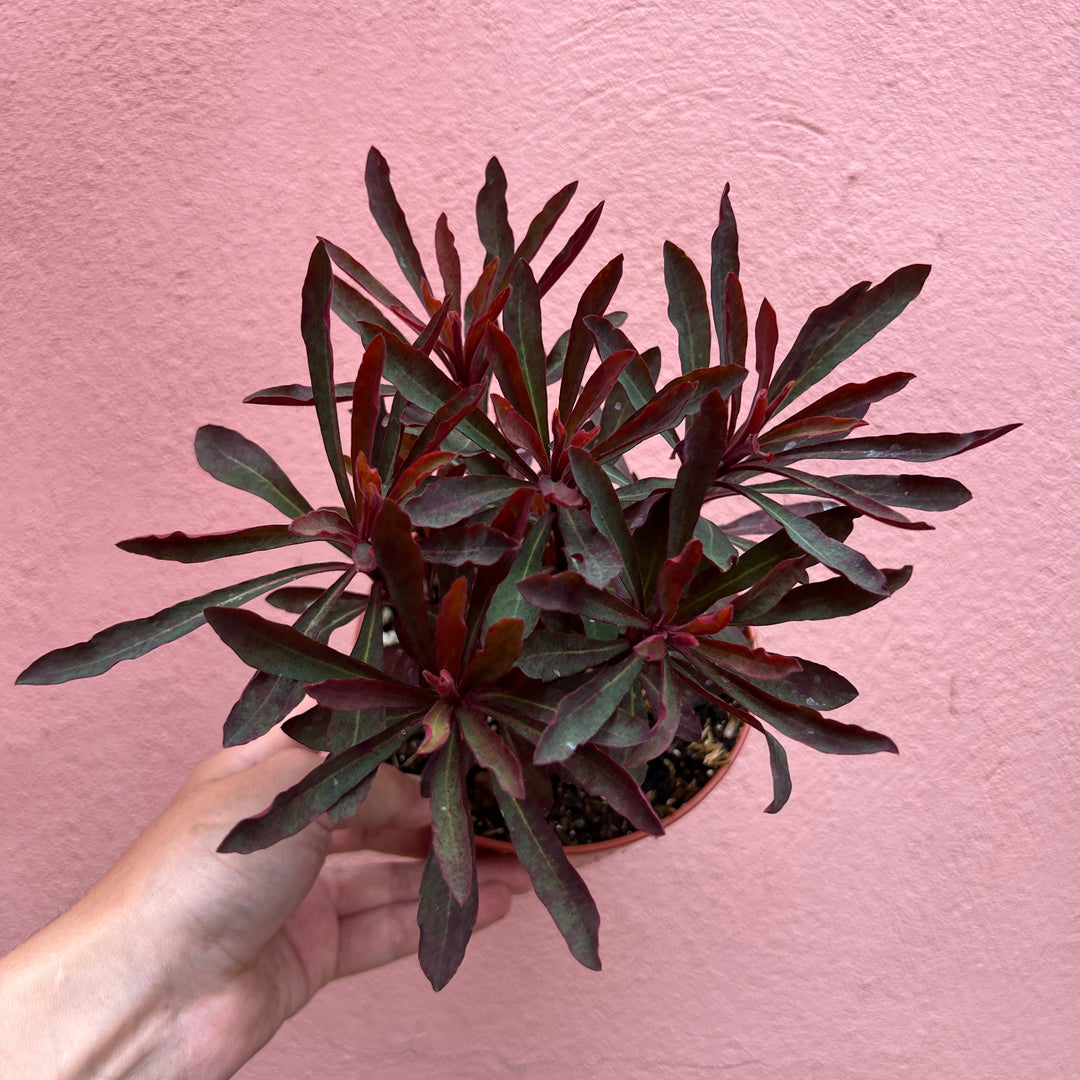 Euphorbia amygdaloides - Wood Spurge