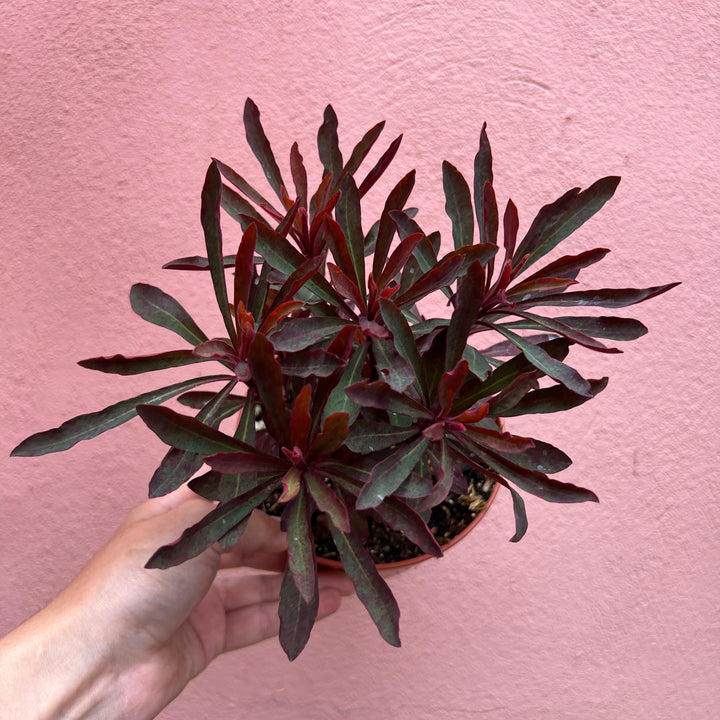 Euphorbia amygdaloides - Wood Spurge