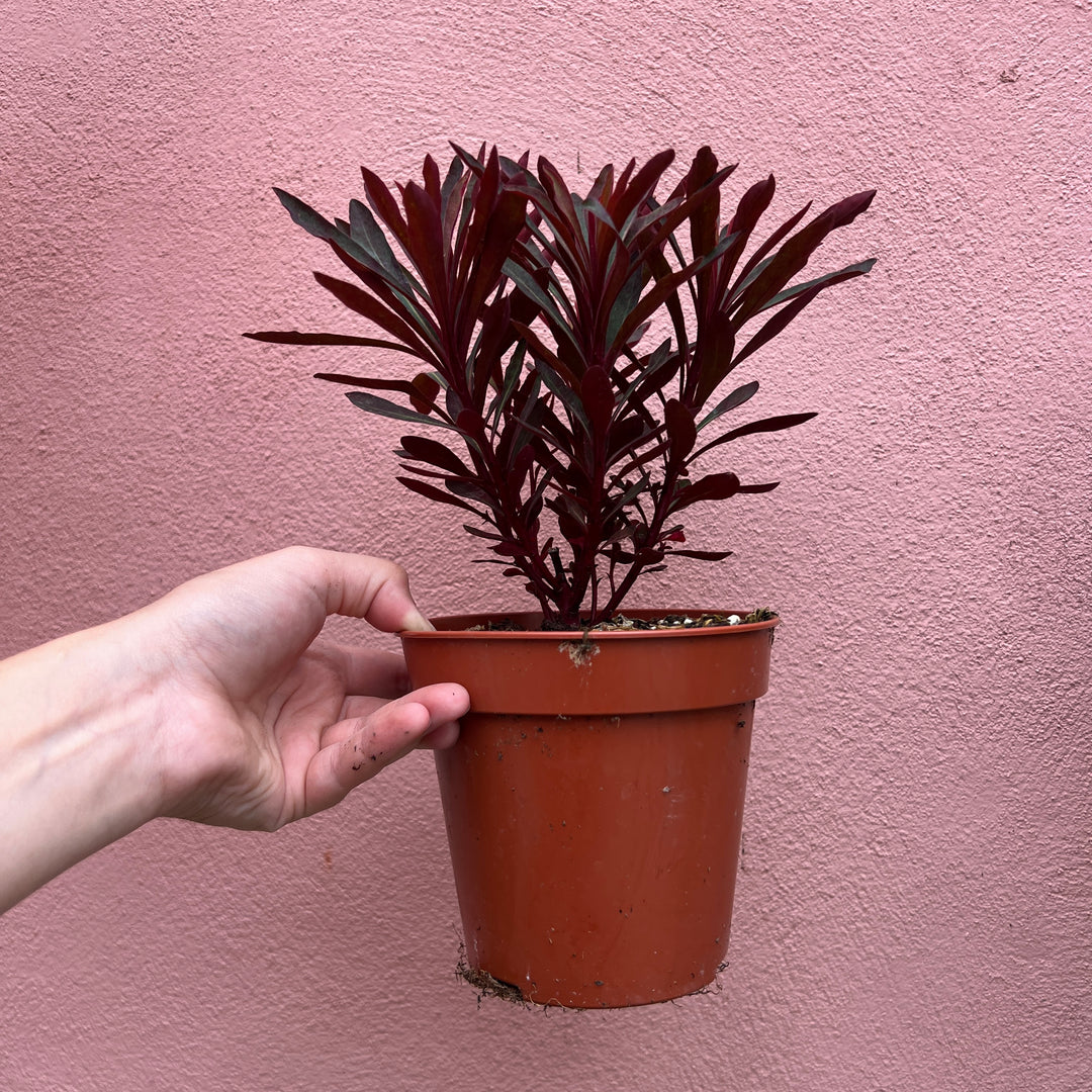 Euphorbia amygdaloides - Wood Spurge