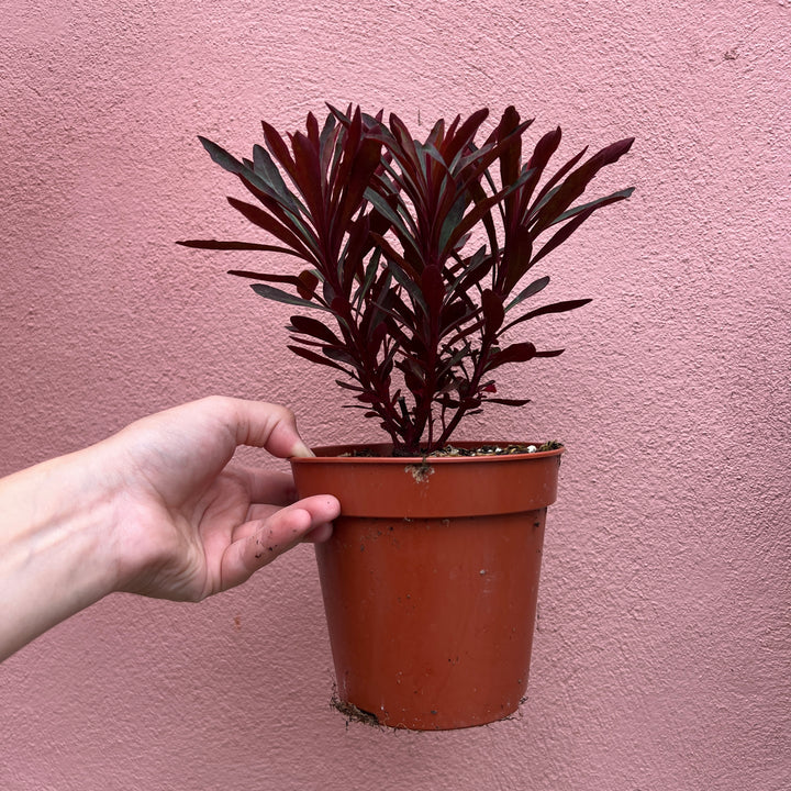 Euphorbia amygdaloides - Wood Spurge