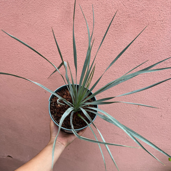 Yucca Rostrata - Beaked Yucca