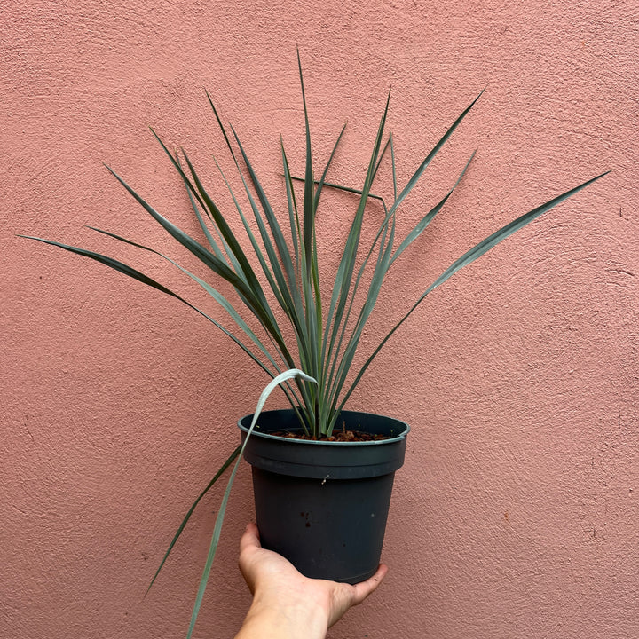 Yucca Rostrata - Beaked Yucca