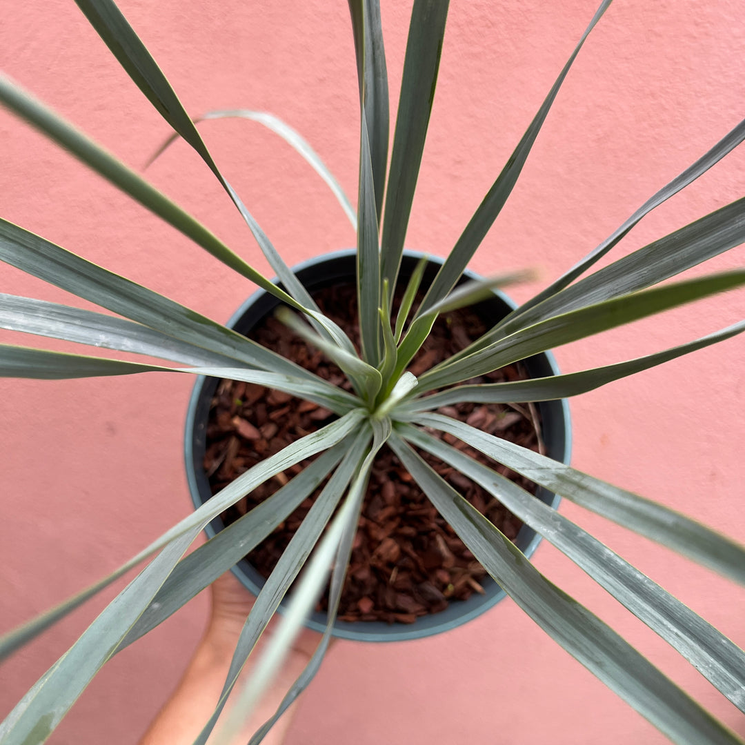 Yucca Rostrata - Beaked Yucca