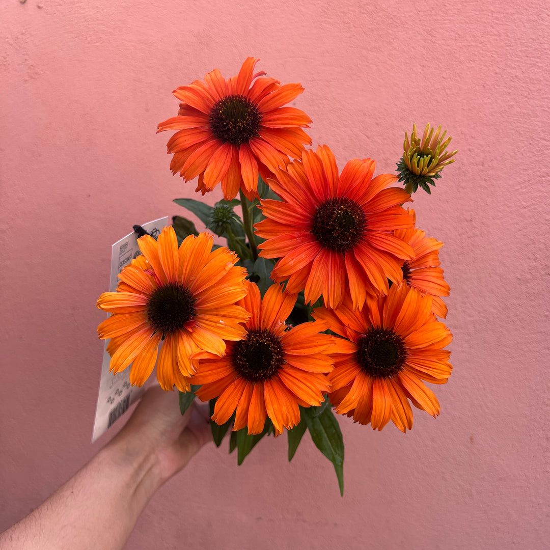 Echinacea purpurea -Purple Coneflower