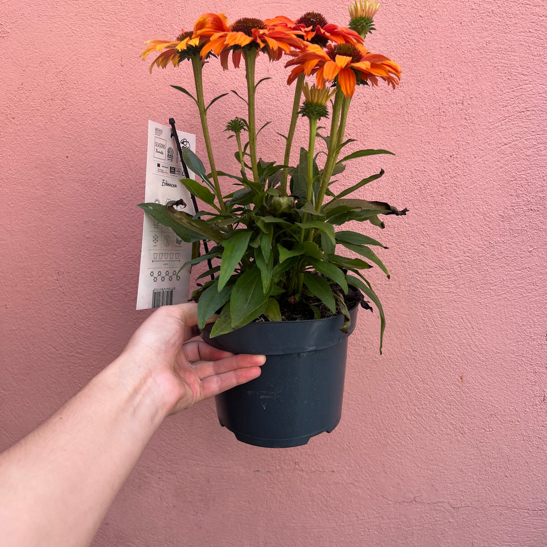 Echinacea purpurea -Purple Coneflower