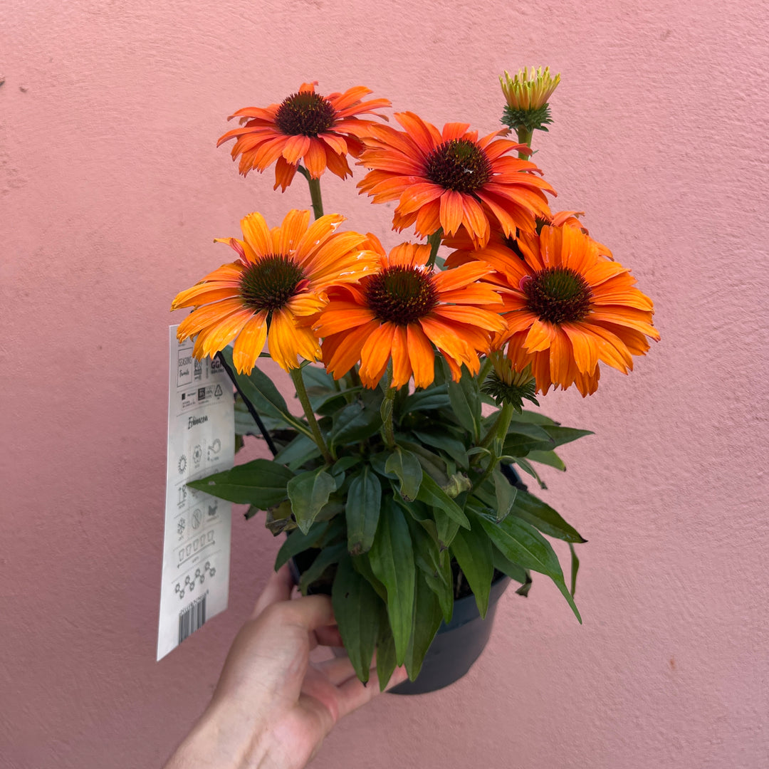 Echinacea purpurea -Purple Coneflower