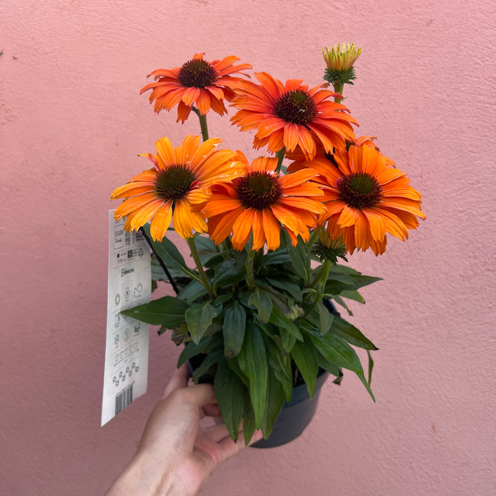 Echinacea purpurea -Purple Coneflower