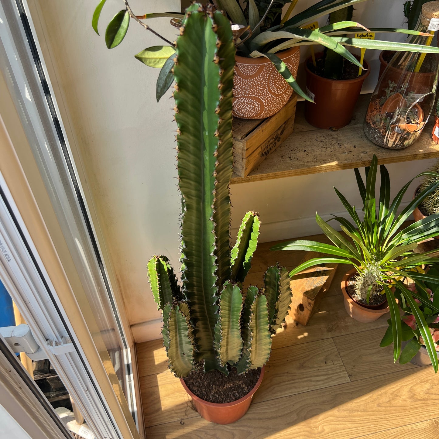 Euphorbia abyssinica – Desert Candle Cactus