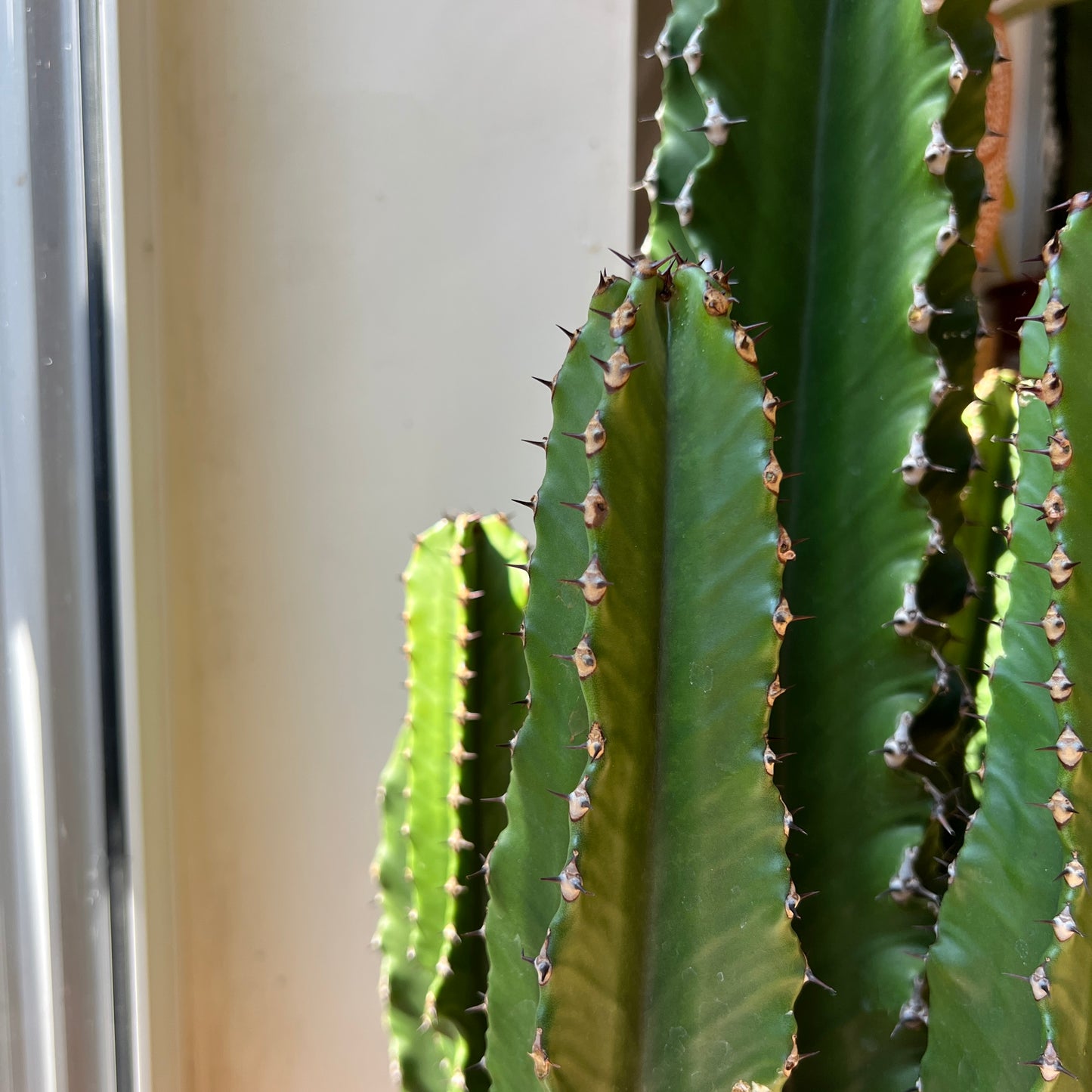 Euphorbia abyssinica – Desert Candle Cactus