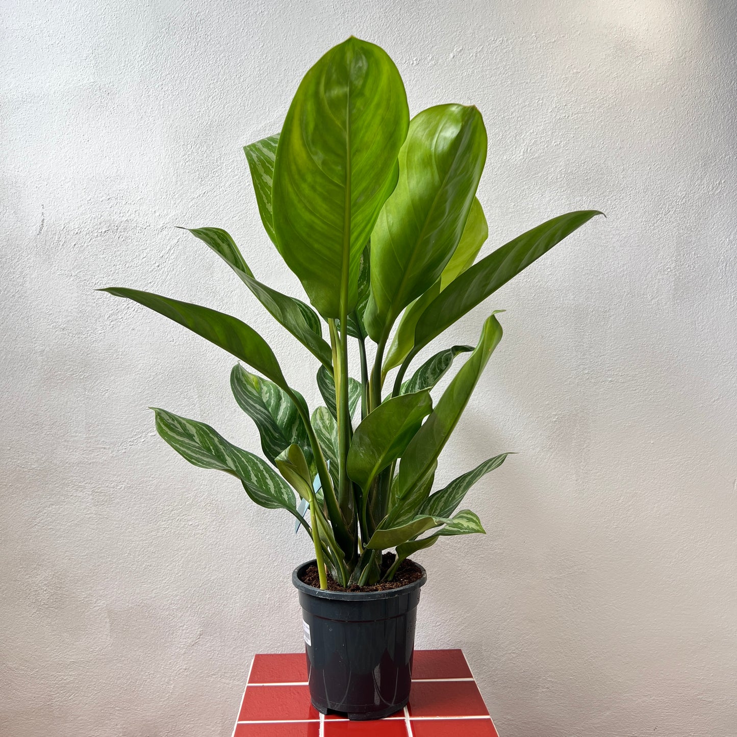 Aglaonema ‘Stripes’ - Chinese Evergreen